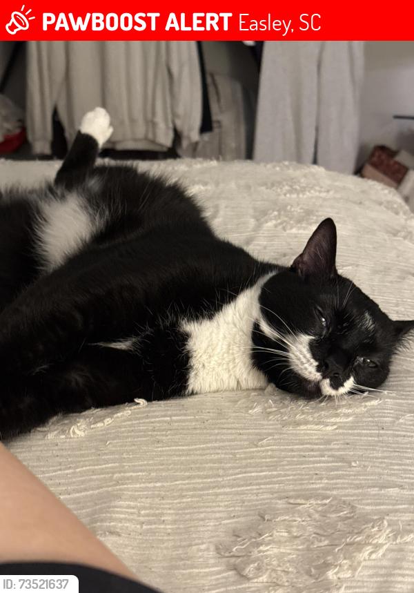 Lost Female Cat last seen Easley, Easley, SC 29642