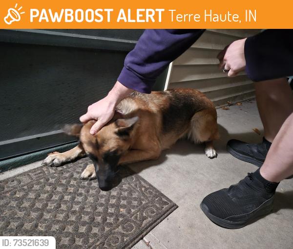 Found/Stray Female Dog last seen Osborne St near 3rd, Terre Haute, IN 47802