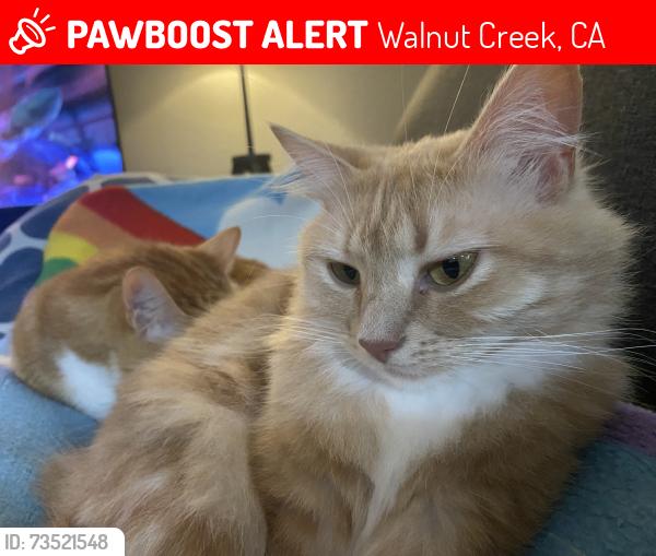Lost Female Cat last seen Dewing Ln, Walnut Creek, Walnut Creek, CA 94595