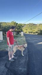 Found/Stray Male Dog last seen Cash mountain road, Helotes, TX 78023