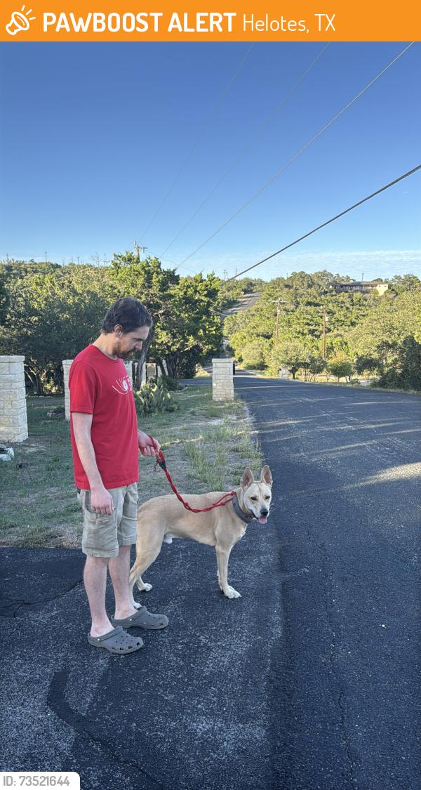 Found/Stray Male Dog last seen Cash mountain road, Helotes, TX 78023