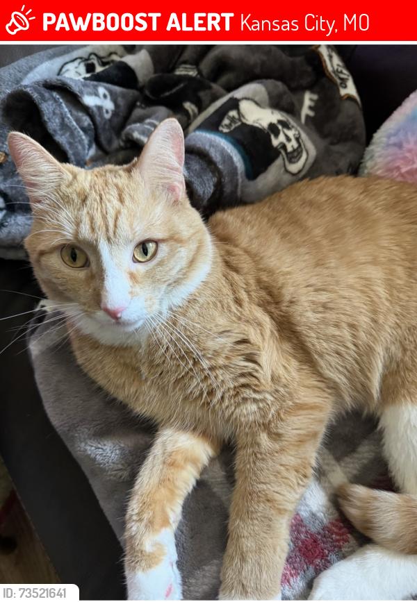 Lost Male Cat last seen Sleepy Hollow/Sweeney, Kansas City, MO 64131