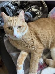 Lost Male Cat last seen Sleepy Hollow/Sweeney, Kansas City, MO 64131