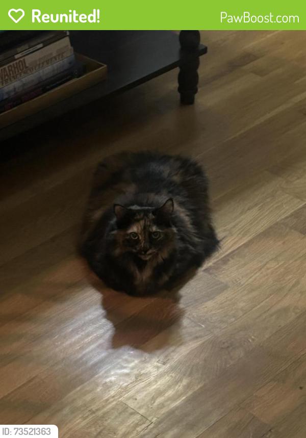 Reunited Female Cat last seen Near Lanshire Dr, Dallas, TX 75238