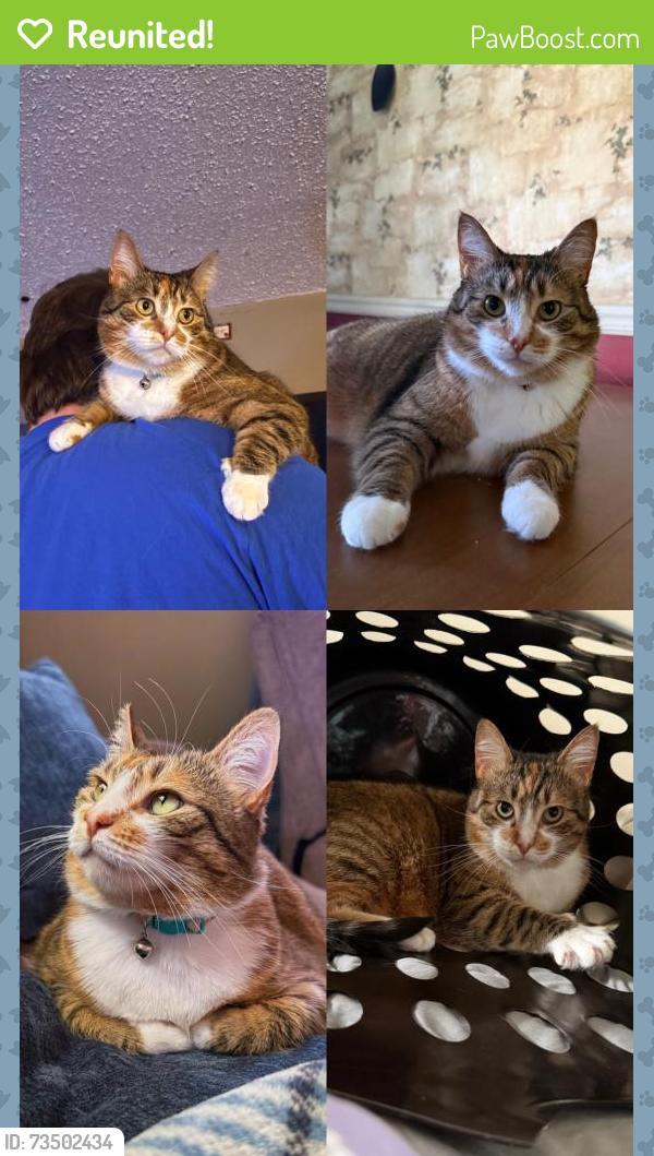 Reunited Female Cat last seen Norcross Rd, Wintergreen Gorge Cemetery, Erie, PA 16510
