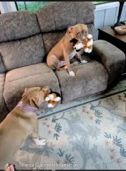 Reunited Female Dog last seen Paddock Rd & Mooresville Rd, Indianapolis, IN 46113