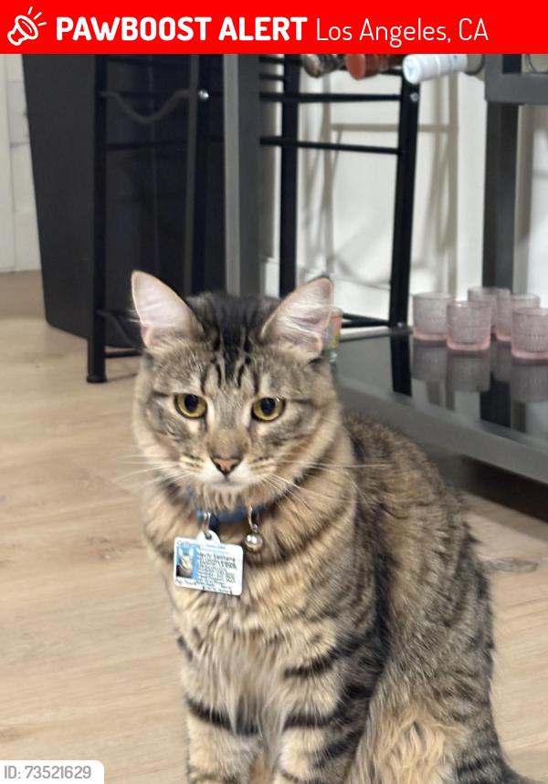 Lost Male Cat last seen Cumpston & Vineland, Los Angeles, CA 91601