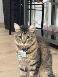 Lost Male Cat last seen Cumpston & Vineland, Los Angeles, CA 91601