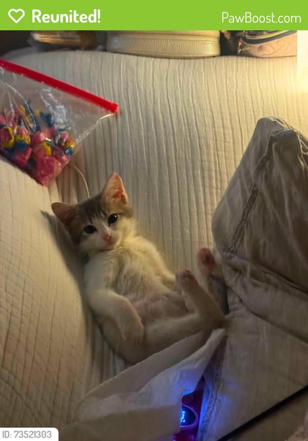 Reunited Female Cat last seen Near Kelly Cir, Louisville, TN 37777, USA, Louisville, TN 37777