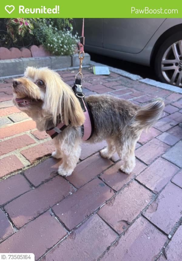 Reunited Female Dog last seen Parker st, Boston, MA 02120
