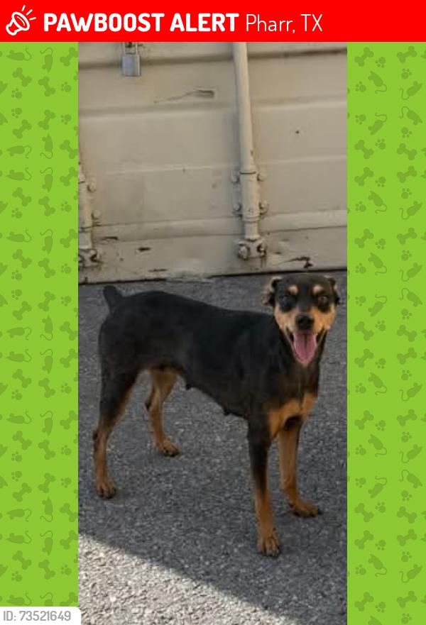 Lost Female Dog last seen heb parking lot, Pharr, TX 78577