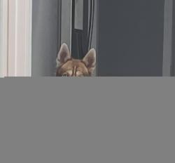 Lost Male Dog last seen By Austin and Division, Chicago, IL 60651