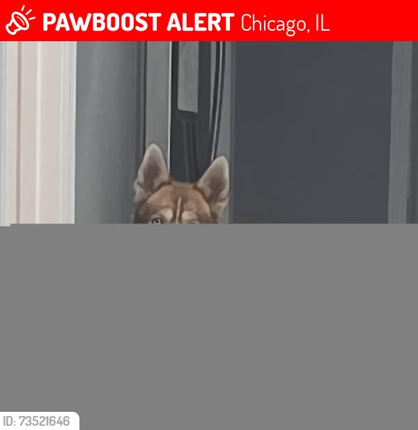 Lost Male Dog last seen By Austin and Division, Chicago, IL 60651