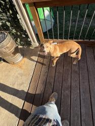 Found/Stray Male Dog last seen Old Tezel/Braun, San Antonio, TX 78254