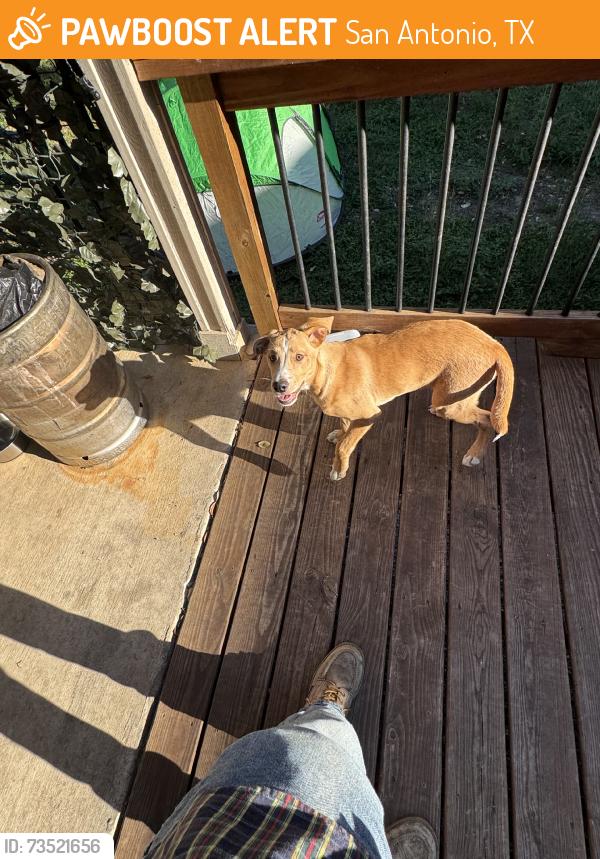 Found/Stray Male Dog last seen Old Tezel/Braun, San Antonio, TX 78254