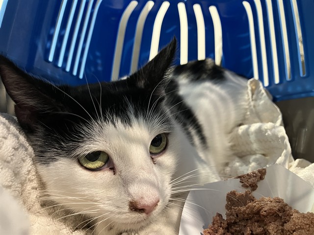 Shelter Stray Female Cat last seen Near BLOCK E SOUTH ST CERRITOS CA 90703, Cerritos, CA 90703, USA