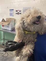 Shelter Stray Female Dog last seen N C ST & N 12TH ST, 2127 Front St, Sacramento, CA 95818, USA