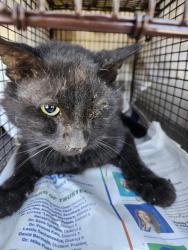 Shelter Stray Male Cat last seen Near BLOCK AVONDALE AVE, 4710 TX-151, San Antonio, TX 78227, USA