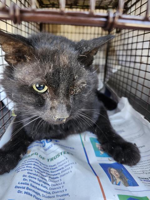 Shelter Stray Male Cat last seen Near BLOCK AVONDALE AVE, 4710 TX-151, San Antonio, TX 78227, USA