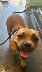 Shelter Stray Female Dog last seen 36TH AVE & 79TH ST, 2127 Front St, Sacramento, CA 95818, USA