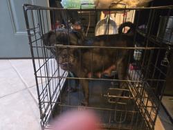 Reunited Female Dog last seen Found near church, San Diego, CA 92114