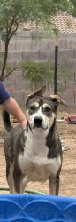 Lost Female Dog last seen Christy Ln and Lake mead blvd, Sunrise Manor, NV 89110