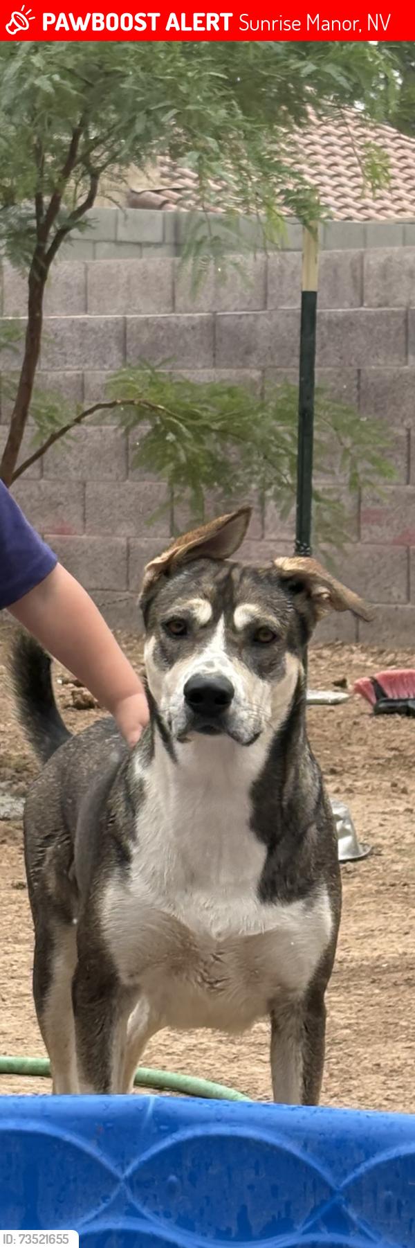 Lost Female Dog last seen Christy Ln and Lake mead blvd, Sunrise Manor, NV 89110