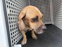 Shelter Stray Female Dog last seen MISSION BL, JURUPA VALLEY, CA, 6851 Van Buren Boulevard, Jurupa Valley, CA 92509, USA