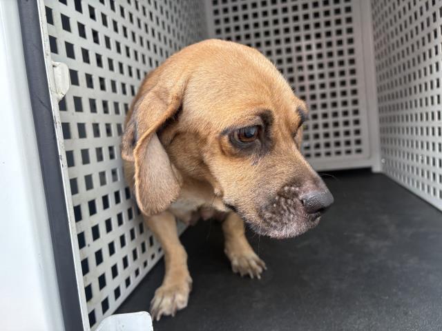Shelter Stray Female Dog last seen MISSION BL, JURUPA VALLEY, CA, 6851 Van Buren Boulevard, Jurupa Valley, CA 92509, USA