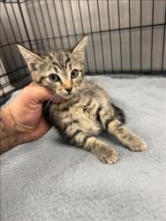 Shelter Stray Female Cat last seen , 14409 Vanowen St, Van Nuys, CA 91405, USA