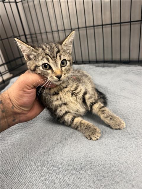 Shelter Stray Female Cat last seen , 14409 Vanowen St, Van Nuys, CA 91405, USA