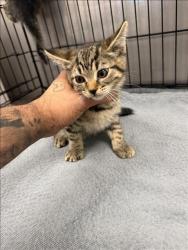 Shelter Stray Male Cat last seen , 14409 Vanowen St, Van Nuys, CA 91405, USA