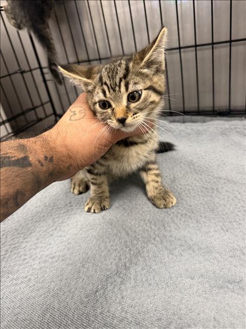 Shelter Stray Male Cat last seen , 14409 Vanowen St, Van Nuys, CA 91405, USA