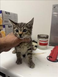 Shelter Stray Male Cat last seen , 14409 Vanowen St, Van Nuys, CA 91405, USA