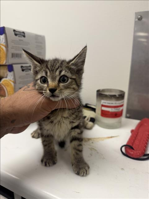 Shelter Stray Male Cat last seen , 14409 Vanowen St, Van Nuys, CA 91405, USA