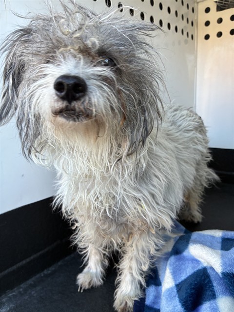 Shelter Stray Female Dog last seen Near BLOCK WHITE ROCK DR, RENO NV 89508, 2825 Longley Ln Suite A, Reno, NV 89502, USA