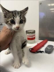 Shelter Stray Male Cat last seen , 14409 Vanowen St, Van Nuys, CA 91405, USA