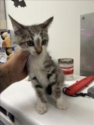 Shelter Stray Male Cat last seen , 14409 Vanowen St, Van Nuys, CA 91405, USA