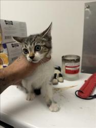 Shelter Stray Unknown Cat last seen , 14409 Vanowen St, Van Nuys, CA 91405, USA