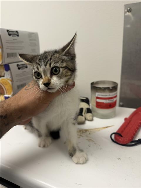 Shelter Stray Unknown Cat last seen , 14409 Vanowen St, Van Nuys, CA 91405, USA