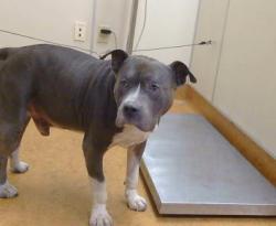 Shelter Stray Male Dog last seen JACKSON ST/ MADISON AVE, 95660, 3839 Bradshaw Rd, Sacramento, CA 95827, USA