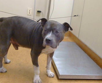 Shelter Stray Male Dog last seen JACKSON ST/ MADISON AVE, 95660, 3839 Bradshaw Rd, Sacramento, CA 95827, USA