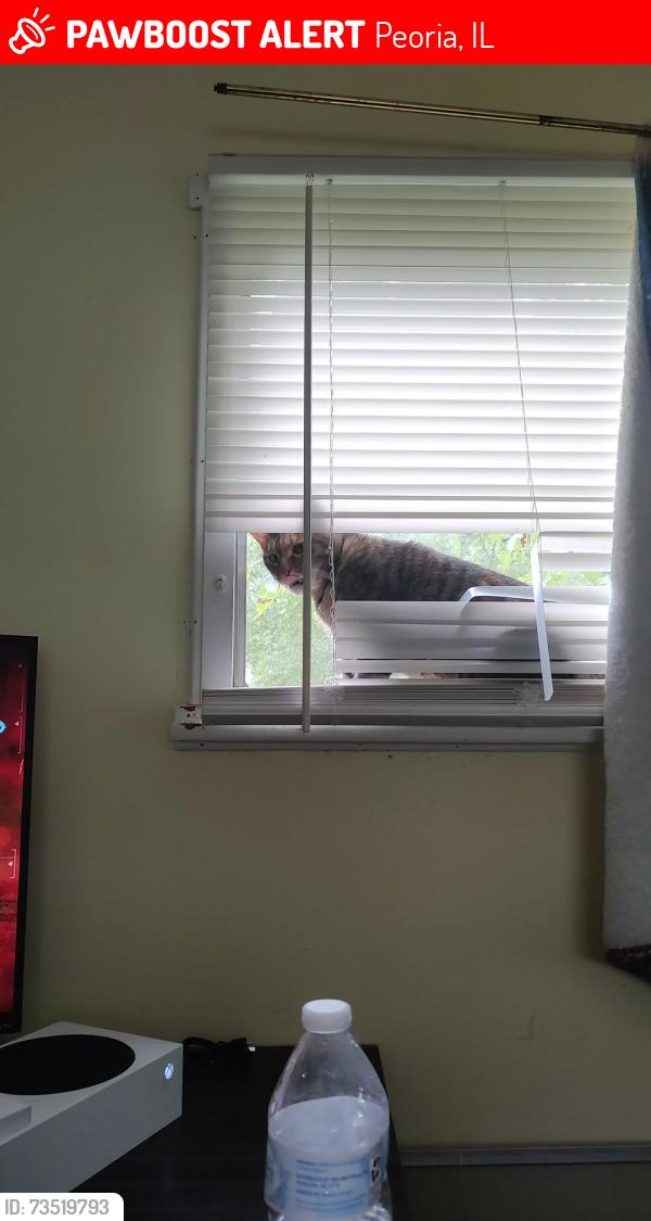 Lost Female Cat last seen Royal oaks, Peoria, IL 61604