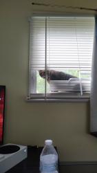 Lost Female Cat last seen Royal oaks, Peoria, IL 61604