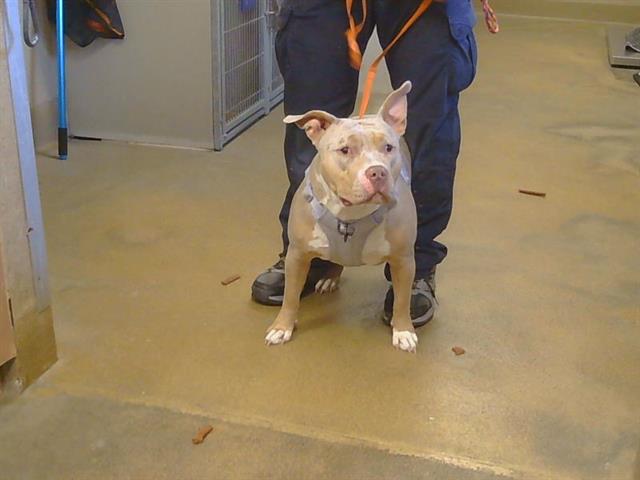 Shelter Stray Female Dog last seen TIOGAWOODS DR/ LA VINA WAY, 95828, 3839 Bradshaw Rd, Sacramento, CA 95827, USA