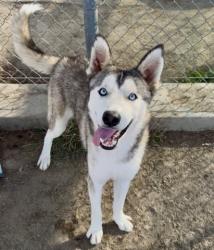 Shelter Stray Male Dog last seen Near BLOCK SHERWOOD AVE, WASCO CA 93280, 3951 Fruitvale Ave, Bakersfield, CA 93308, USA