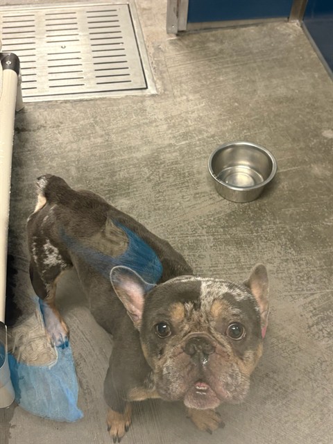 Shelter Stray Male Dog last seen DROPPED AT SM, 5501 E Van Buren St, Phoenix, AZ 85008, USA