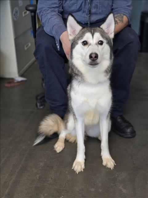 Shelter Stray Female Dog last seen , West Valley Animal Shelter, 20655 Plummer St, Chatsworth, CA 91311, USA