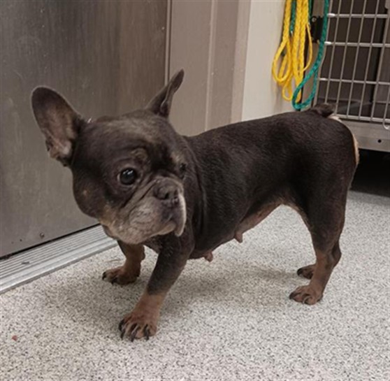 Shelter Stray Female Dog last seen ELK GROVE FLORIN RD / BOND RD, 9150 Union Park Way, Elk Grove, CA 95624, USA
