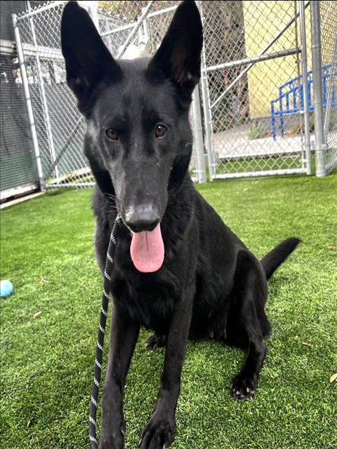 Shelter Stray Female Dog last seen , 1850 W 60th St, Los Angeles, CA 90047, USA
